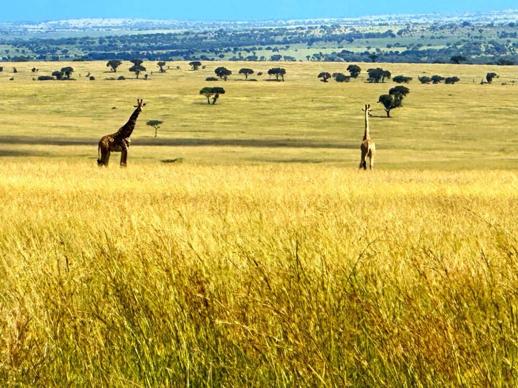 Giraffes standing in long golden grass on a stretching grassland in Africa.
