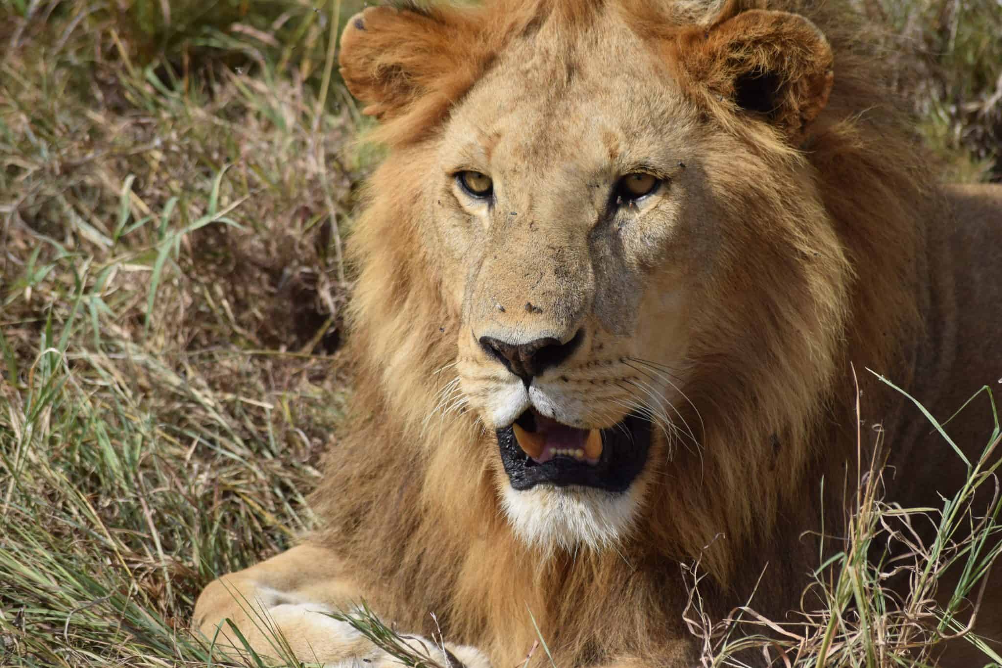 Male lion with his mouth slightly open.