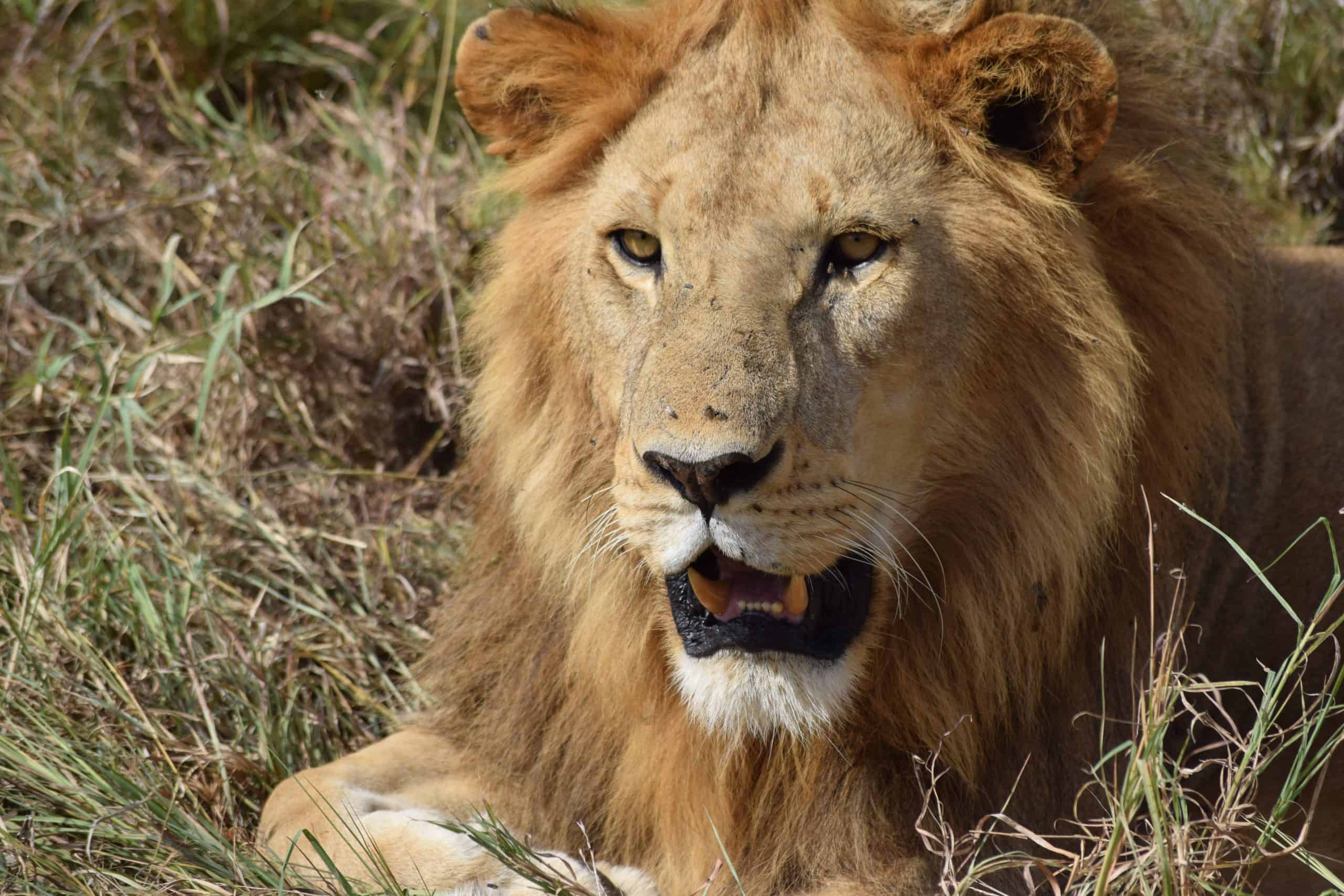 Male lion with his mouth slightly open.