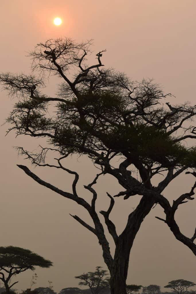 Large Tree with setting sun behind it, and orange sky.