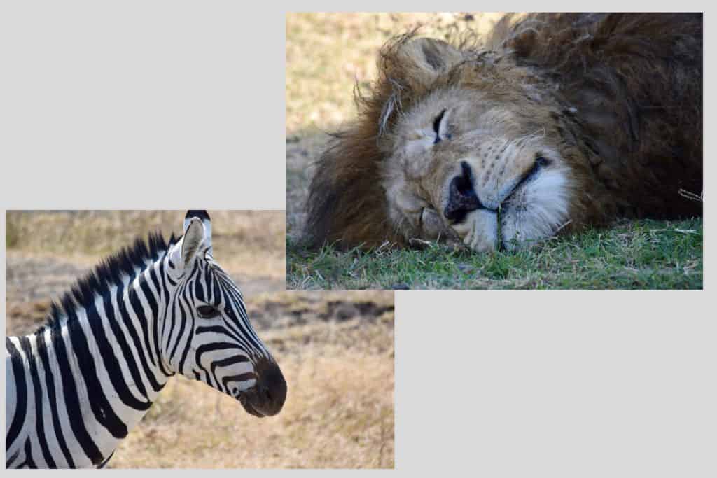 Two images; one of a zebra on brown grass, and the other of a sleeping lion on in the shade.