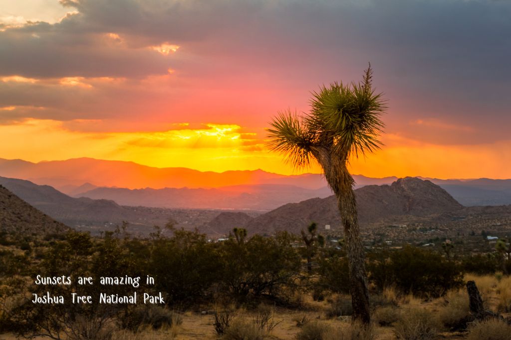 Sunset over mountains far in the distance, with a Joshua tree cactus plant in the foreground.