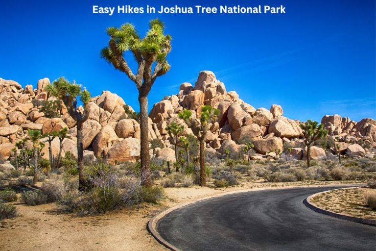 Tall cactus trees and large boulders next to a curved road. "Easy Hikes in Joshua Tree National Park" is written at the top of the image.