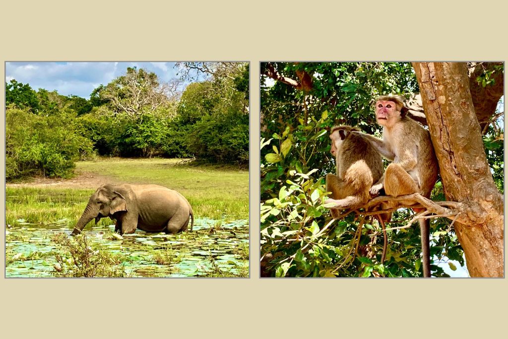 Two images from Sri Lanka National Park. One has an elephant wading in a pool with lily pads, and the other has 2 baboons in a tree.