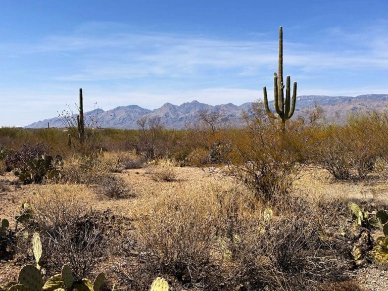 Two very tall saguaro cacti next to other desert shrub plants near Saguaro National Park and mountains far in the background.