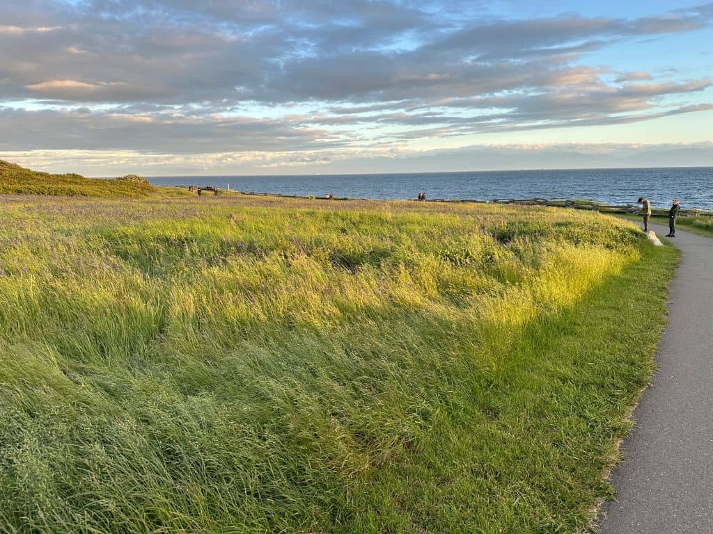View from the bluffs of Victoria, overlooking the Pacific Ocean. Evening colors of dusk highlight the image, with the blowing grass in shades of gold and light green along a gravel path with walkers enjoying the view.
