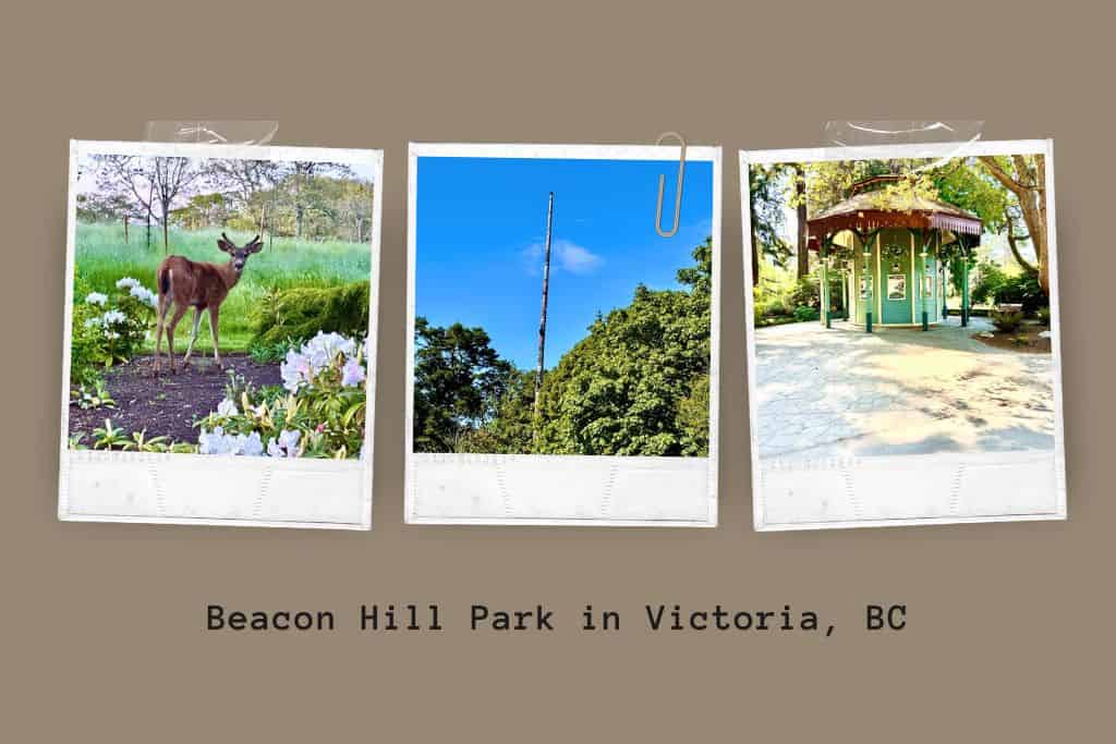 Three images from Beacon Hill Park in Victoria, BC. One is of a deer near flowers and green grass. Another is of a very tall totem pole, stretching above the trees. The last is of an old grandstand building in Beacon Park.