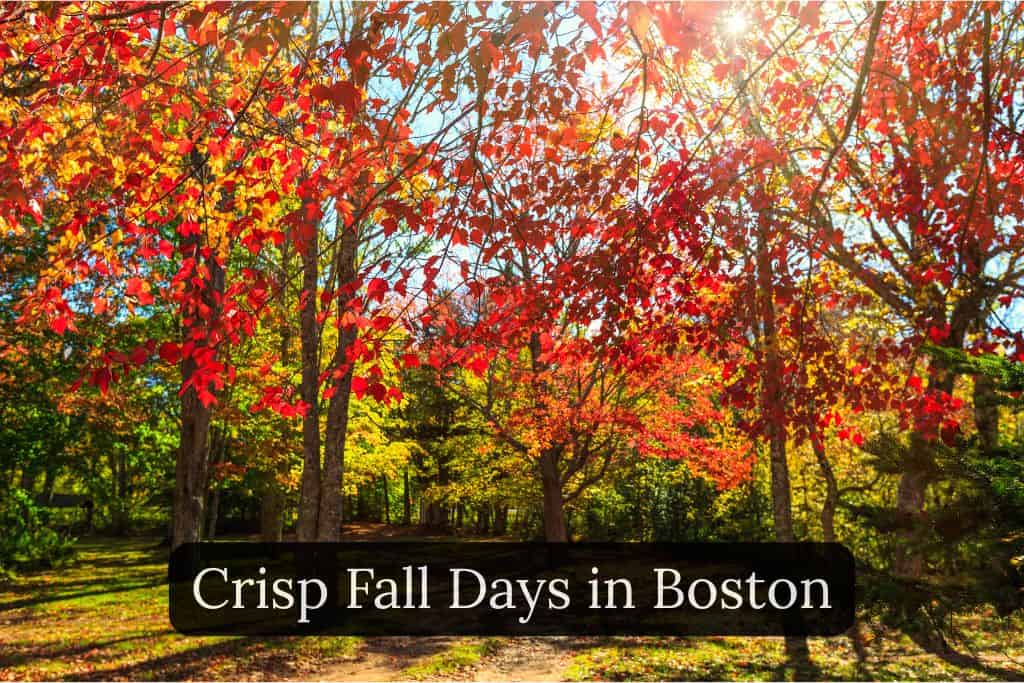 Trees displaying vibrant fall foliage with red, orange, and yellow leaves during autumn in Boston. Text: Crisp Fall Days in Boston
