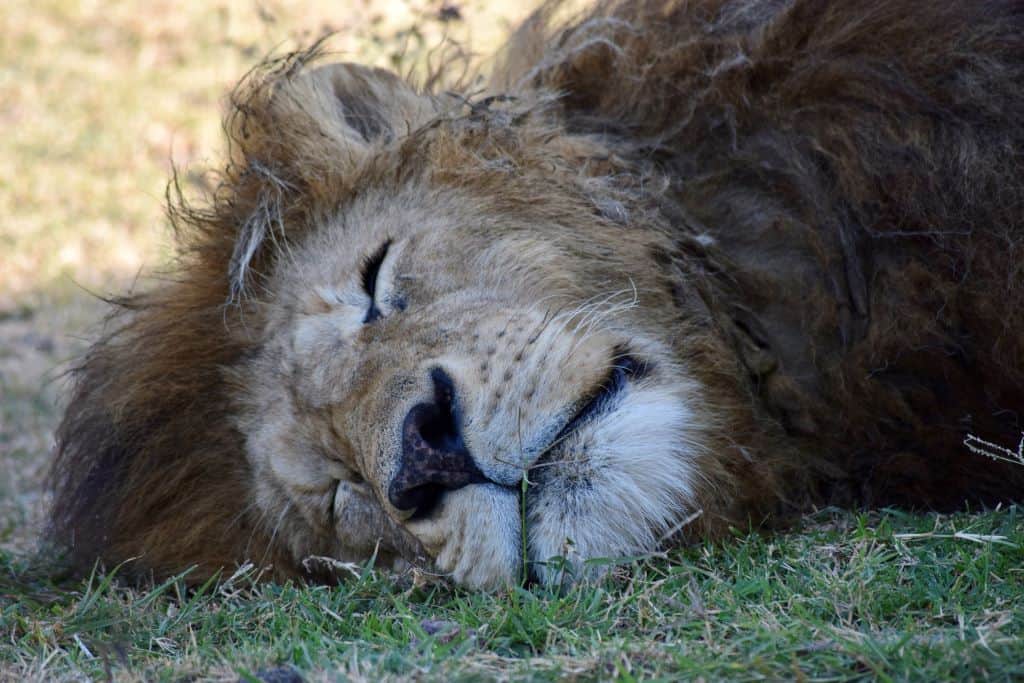 A large lion sleeps on the short grass of the African savanna.