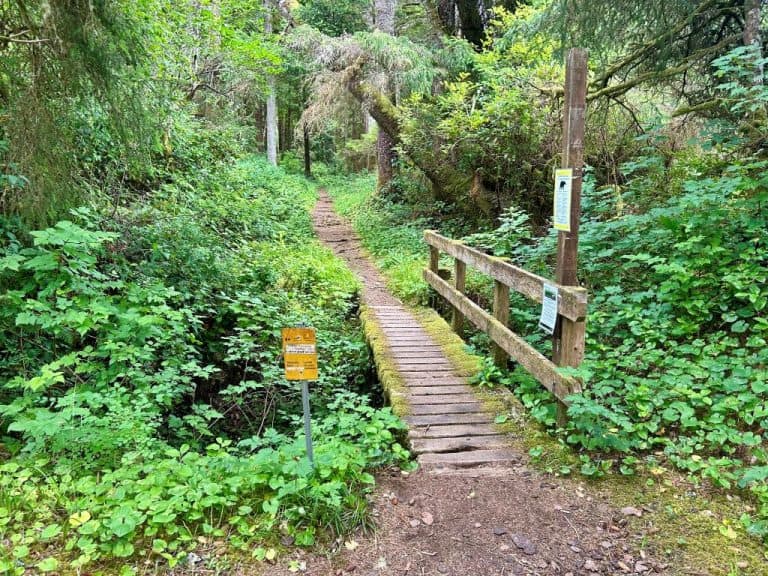A rugged, wooden bridge spans a narrow creek along a trail surrounded by a lush, green forest.