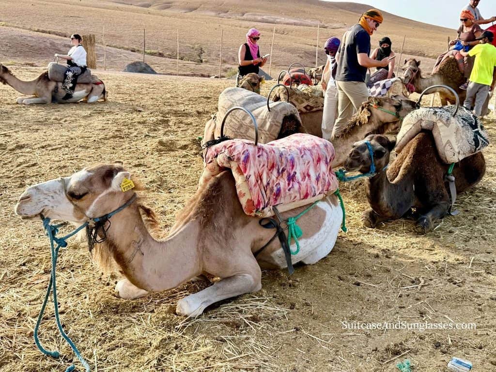 Saddled camels resting on the rocky ground in the Agafay Desert near Marrakech, Morocco, as tourists prepare for a camel ride.